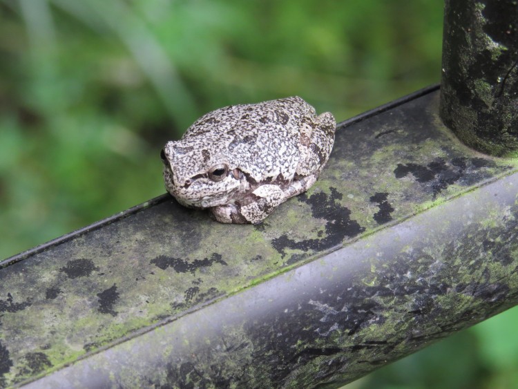 ニホンアマガエルの体の色は…｜あつぎこどもの森公園