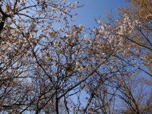 山桜の開花状況