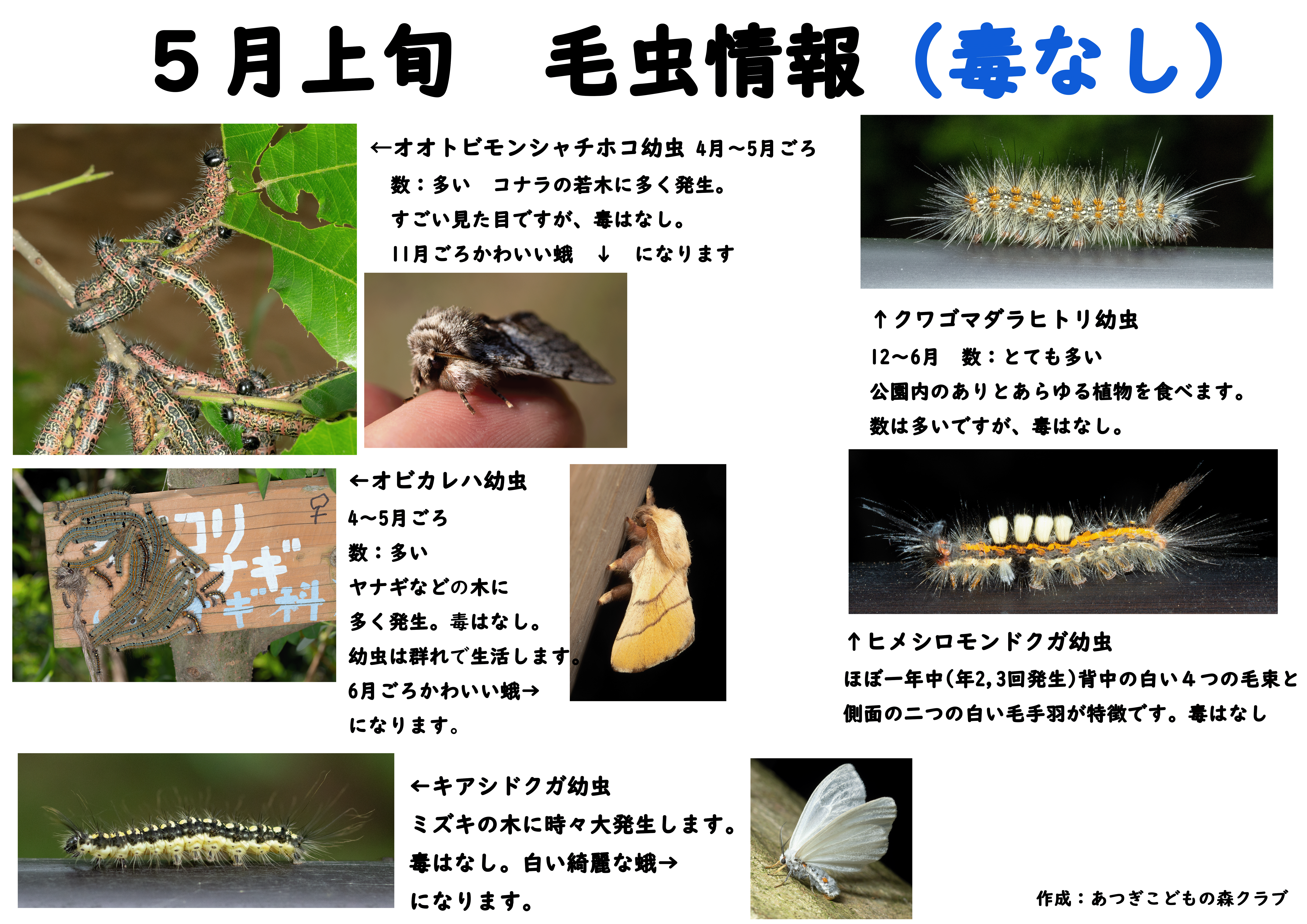 毛虫予報 22年５月上旬 あつぎこどもの森公園