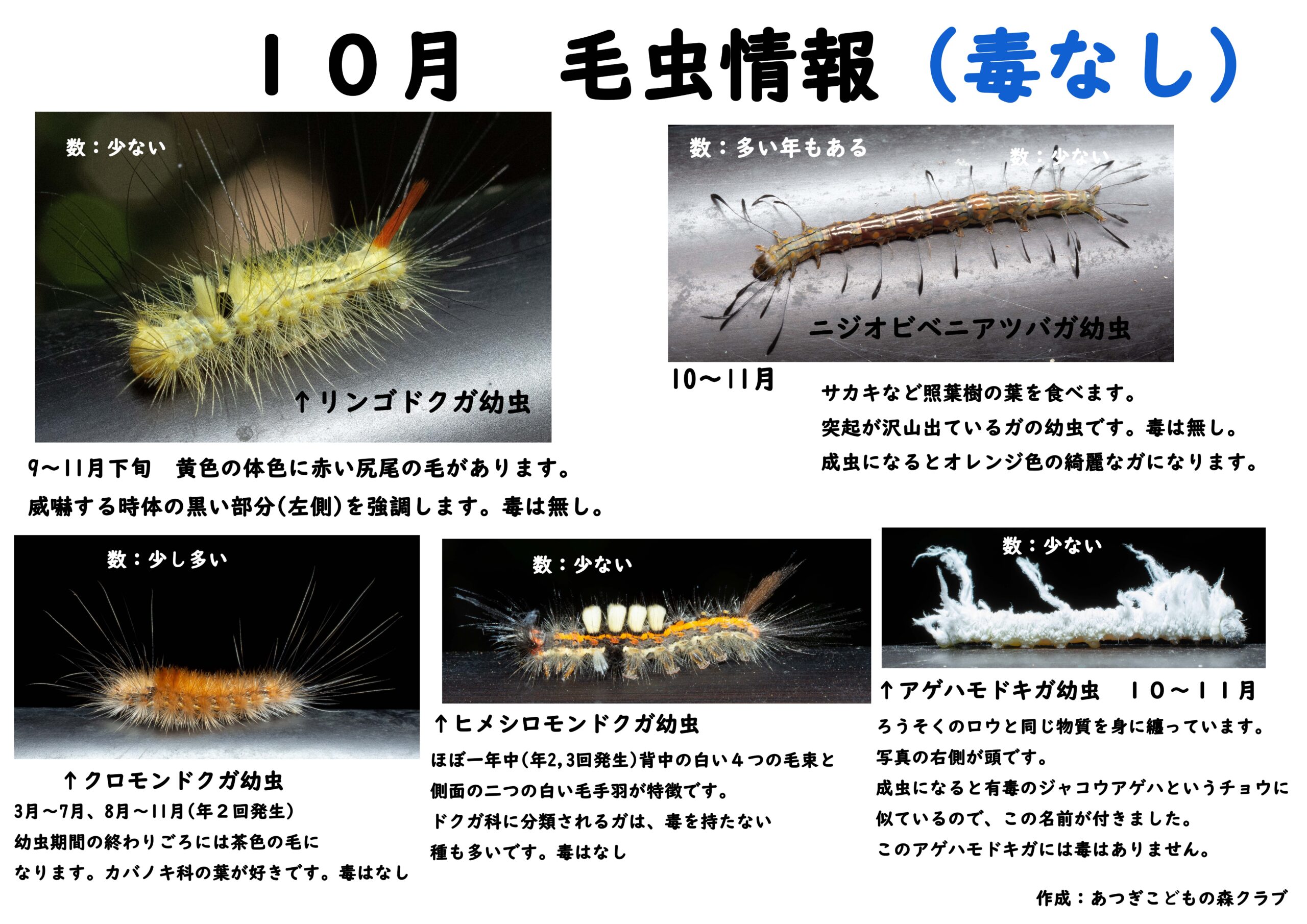 毛虫情報 22年10月 あつぎこどもの森公園